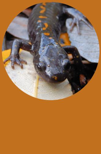 We'd say that the Santa Cruz long-toed salamander is thrilled to have more protected habitat! Credit: Land Trust of Santa Cruz County.