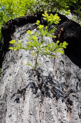 New growth emerges from a resilient coast redwood. Credit: Mike Kahn.