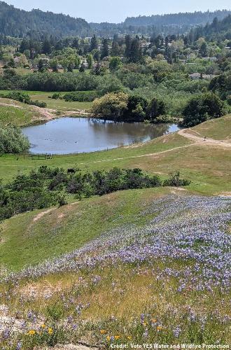 Glenwood lupine landscape. Credit: Vote YES Water and Wildfire Protection