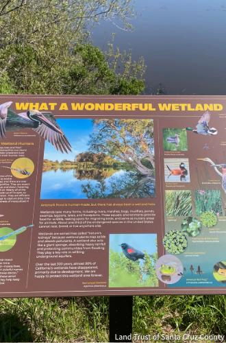 New interpretive signs at Antonelli Pond deepen the experience. Credit: Land Trust of Santa Cruz County.