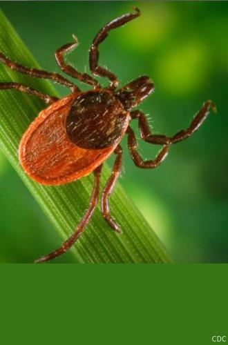 The black-legged or deer tick is the only tick that transmits the bacterium that causes Lyme disease. Photo courtesy Center for Disease Control.