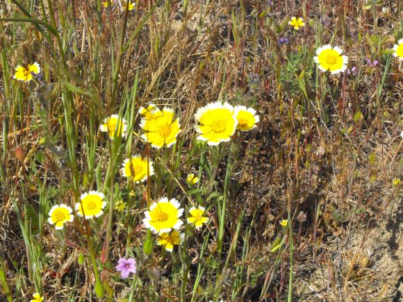 Tidy tips are recognized by their white outer edges. 
