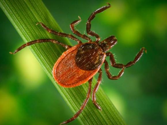 The western black-legged tick is the only tick in California that transmits the bacterium that causes Lyme disease. Photo courtesy Center for Disease Control.