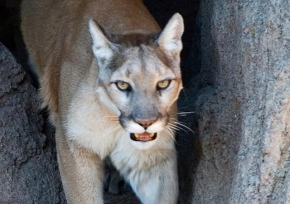An estimated 60 mountain lions die on California highways each year. Photo by cm0riss0n/Creative Commons.
