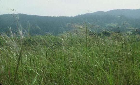 Coastal prairie is rich in native grass species. California Native Grassland Association photo.