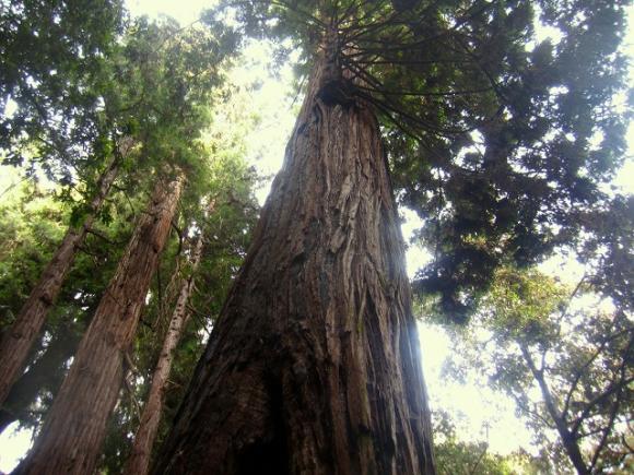 Share some greenbacks with Big Green. Photo of the Advocate Tree in Forest of Nisene Marks State Park by Hilltromper.