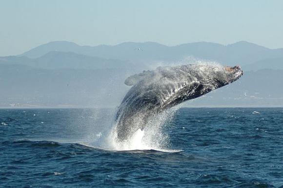 Watching this could be your job. Photo by Zoran Kovacevik on Creative Commons.