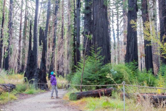 Exploring the Redwood Loop Trail, Big Basin Redwoods State Park. Credit: Mike Kahn.