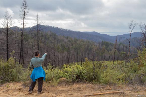 Looking out at regrowth in Big Basin Redwoods State Park after the CZU Fire. Photo © Mike Kahn. 