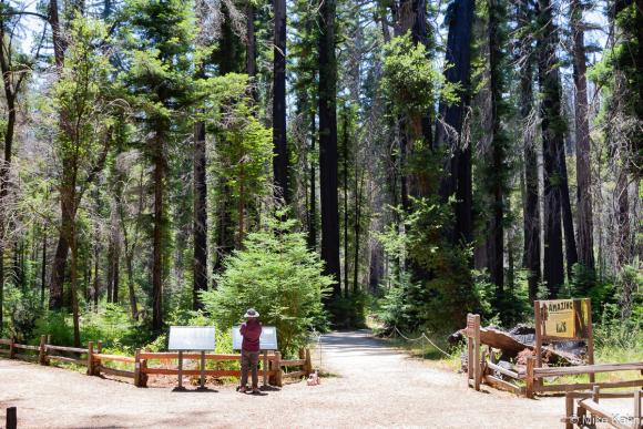 Exploring the big trees, regrowth and interpretive signs along the easy access Redwood Loop Trail at the Main Day Use area. Photo by Mike Kahn.