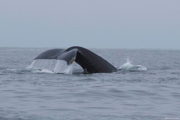 Could 'whale bathing' be as healing as 'forest bathing'? Photo by Nicole Cristales. 