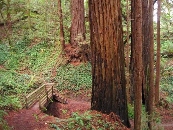 Easy trails in Nisene Marks wend among some old-growth redwoods. Photo credit: Leor Pantilat.
