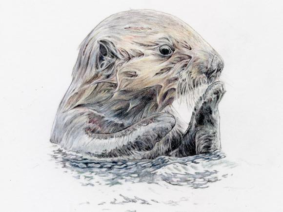 Otter by Brittany Costanzo