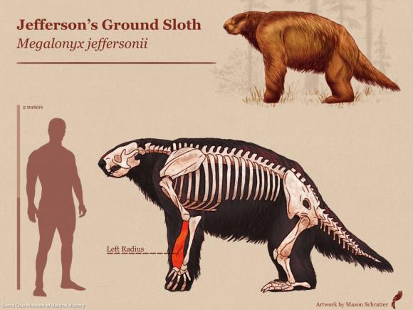Ice Age Sloth Skeletal Art, Credit: Mason Schratter. Courtesy of Santa Cruz Museum of Natural History.