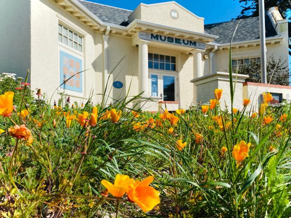 California poppies and other wildflowers thrive on a patch of land that once was a lawn. Credit: Santa Cruz Museum of Natural History.
