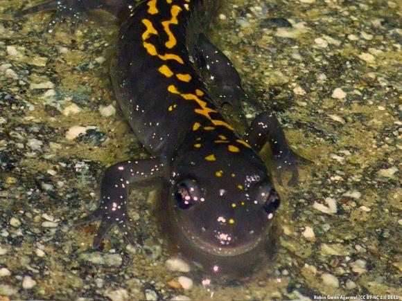 Our friend the Santa Cruz long-toed salamander. Credit: Robin Gwen Agarwal (CC BY-NC 2.0 DEED)