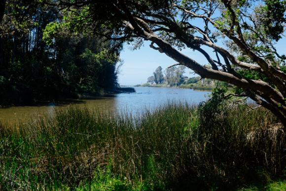 Surrounded by eucalyptus and oak, Schwan Lagoon is home to egrets, cormorants and a host of other birds. Eric Ressler photo.