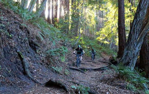 Riding through the redwoods. Photo by Bruce Dorman